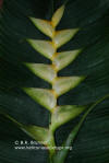 Heliconia bihai x caribaea 'Lemon Drop'